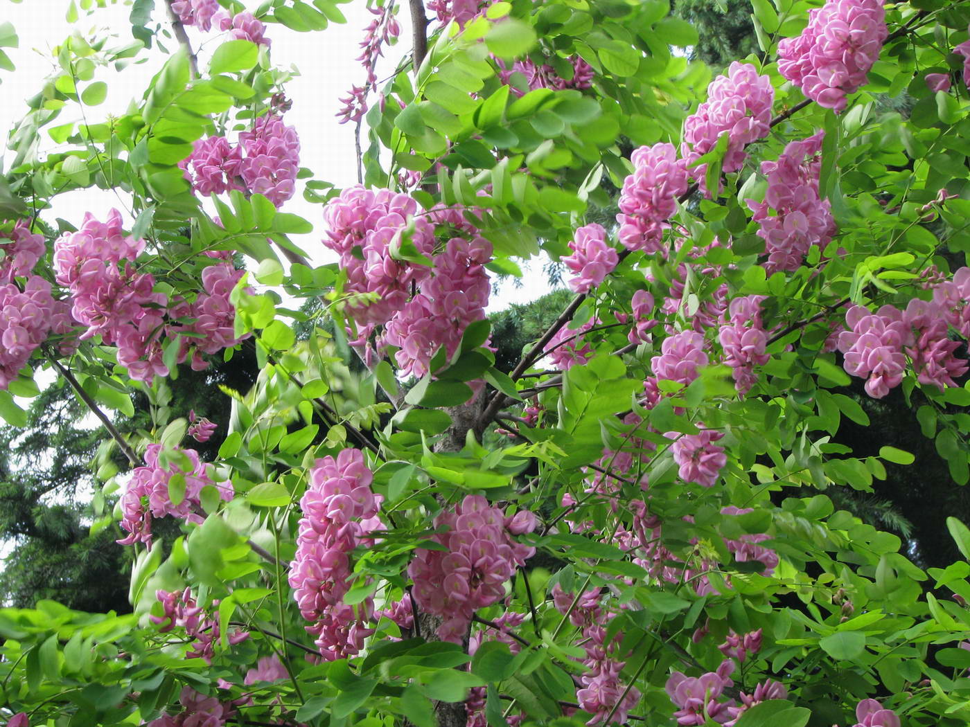 香花槐图片大全 香花槐图片欣赏及资料介绍