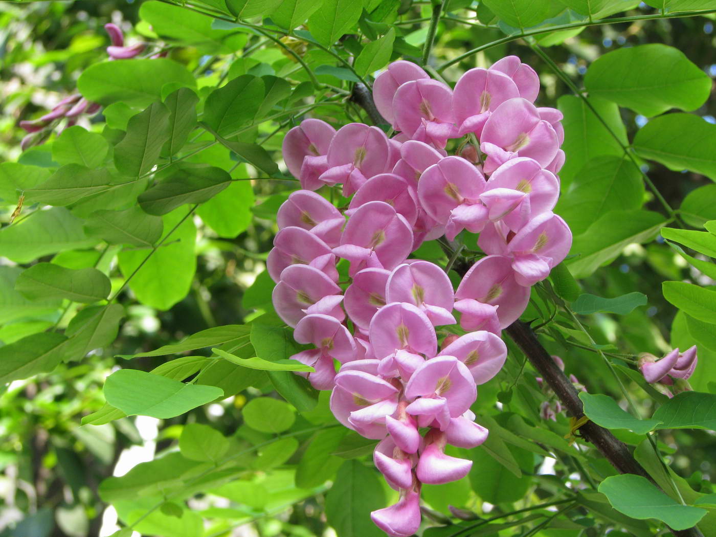 香花槐图片大全 香花槐图片欣赏及资料介绍