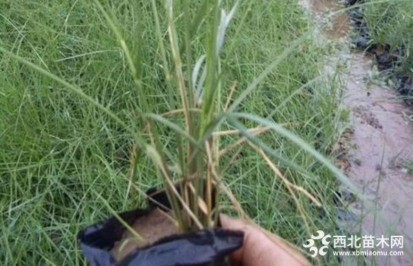 粉黛乱子草怎么种？养护注意哪些事项