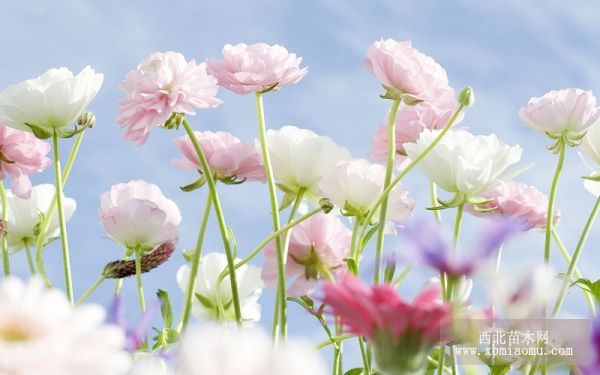 花卉养殖沼肥种花技术简介