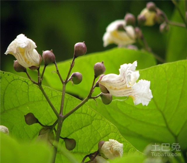 黄金树价格举例