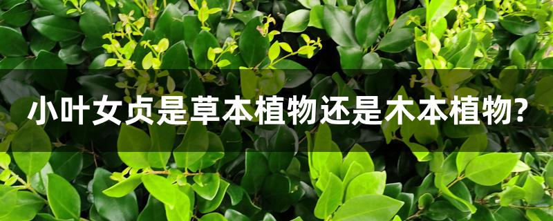 小叶女贞是草本植物还是木本植物？养殖方法