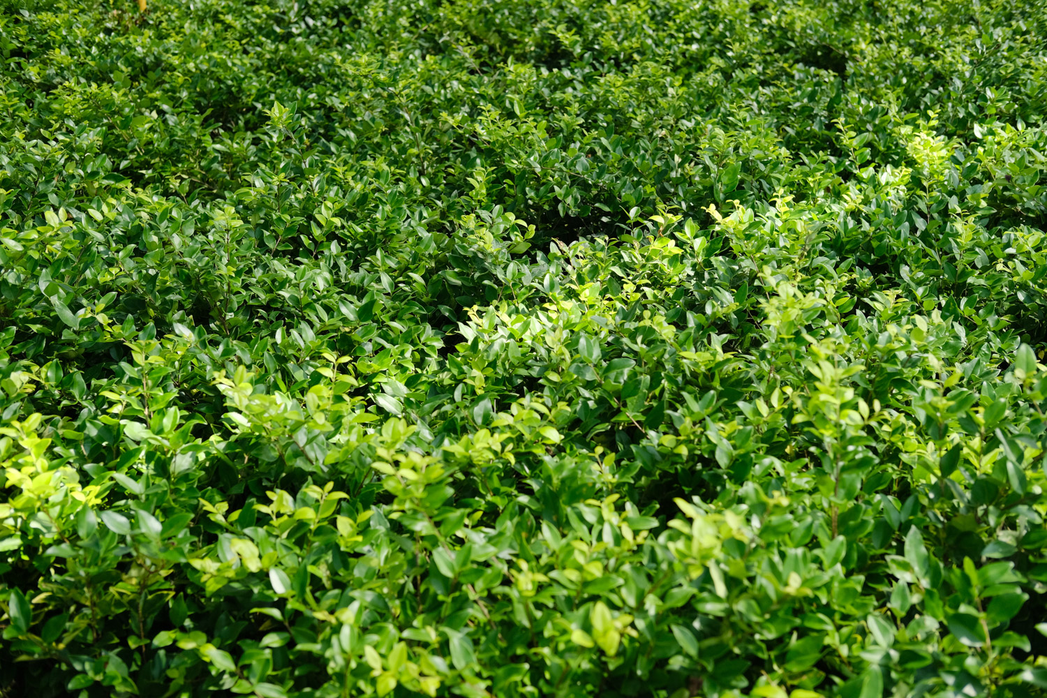 小叶女贞是草本植物还是木本植物？养殖方法