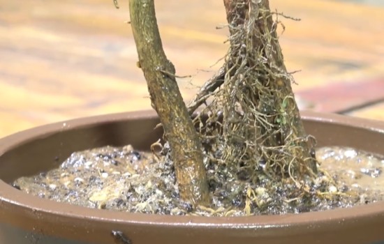 小叶女贞怎么换盆 修剪上盆一步到位