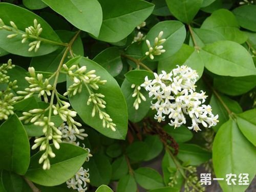 小叶女贞常见病虫害---天牛防治技术
