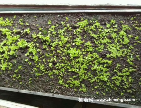 荷包花播种方法步骤，简单5步完成