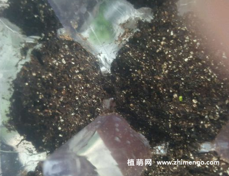 荷包花播种方法步骤，简单5步完成