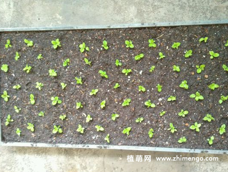 荷包花播种方法步骤，简单5步完成