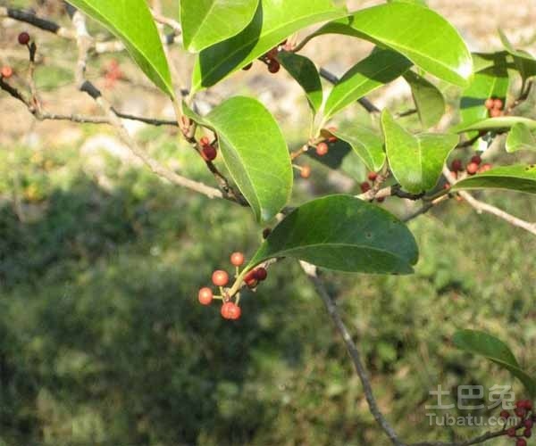 铁冬青种植 小兔告诉你
