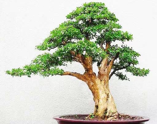 瓜子黄杨盆景种植技术及养护管理