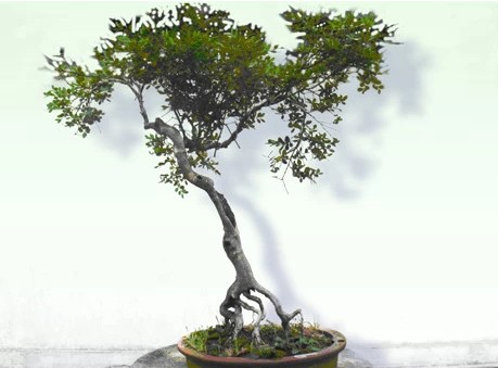 瓜子黄杨盆景种植技术及养护管理