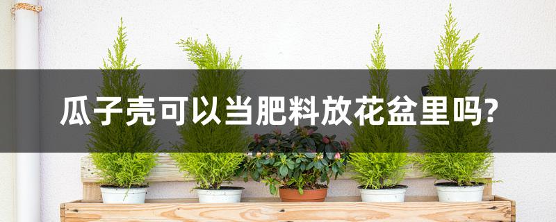 瓜子壳可以当肥料放花盆里吗？