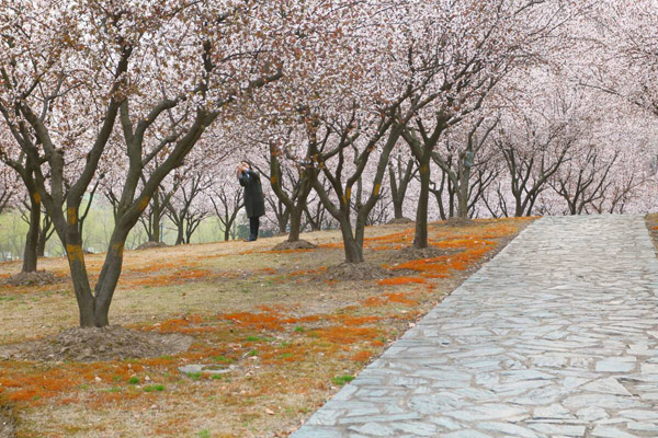 红叶李的花语是什么？红叶李的花语介绍