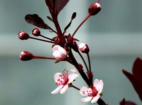 红叶李的花语是什么？红叶李的花语介绍