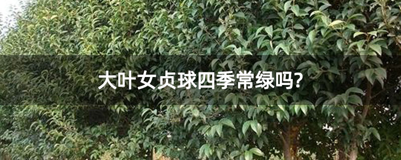 大叶女贞球四季常绿吗