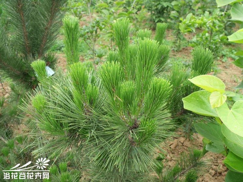 湿地松图片