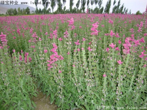 湿地花卉植物品种有哪些？