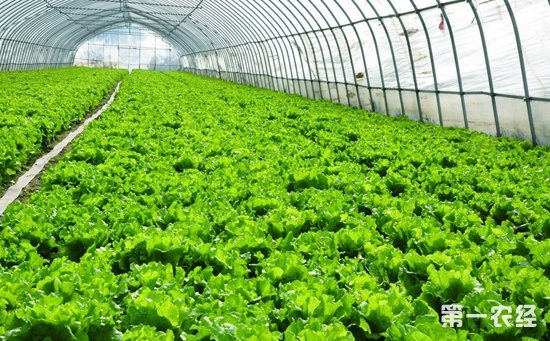 这就需要在浇水的时候尽量避免水分的蒸发。具体措施有两个：