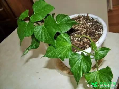 盆土中加入这两种物质，养花10年都不带烂根！