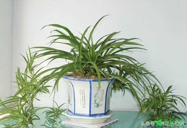 盆土中加入这两种物质，养花10年都不带烂根！