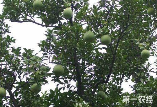 香泡树是什么？香泡树和香橼树的区别