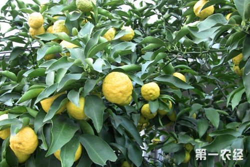 香泡树是什么？香泡树和香橼树的区别