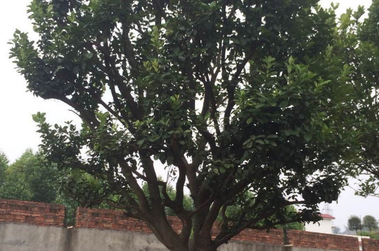 香泡树什么时候开花什么时候结果(十大香花树种)
