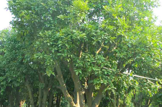 香泡树什么时候开花什么时候结果(十大香花树种)