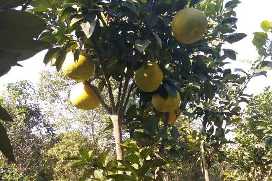 香泡树什么时候开花什么时候结果(十大香花树种)