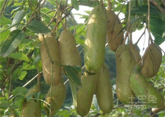 三叶木通图片欣赏，种植技术介绍