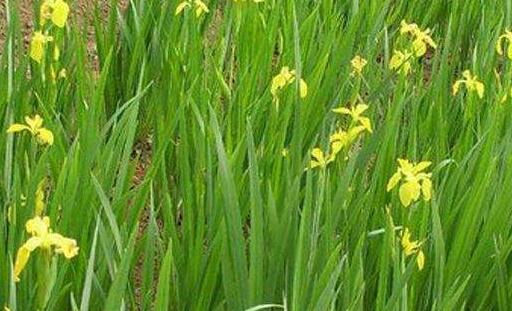 黄菖蒲种植方法:繁殖应在种子成熟后进行