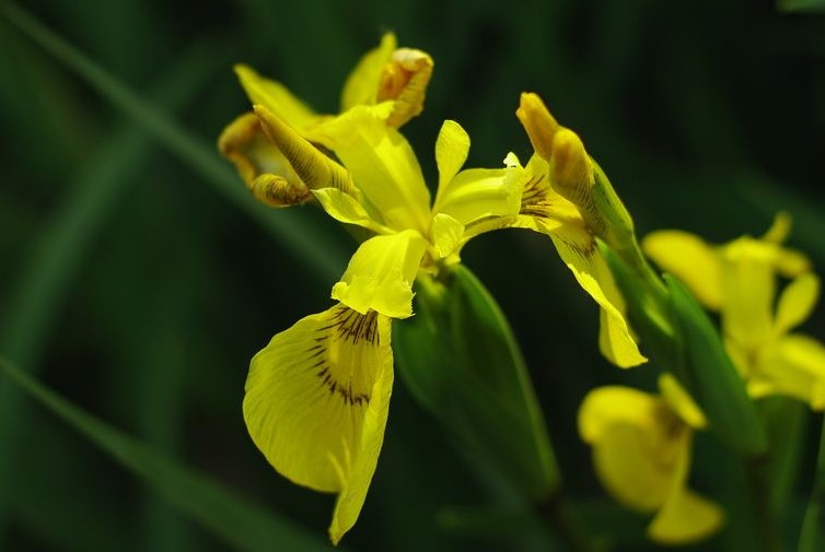 黄菖蒲的花语是什么？黄菖蒲和菖蒲有什么区别？