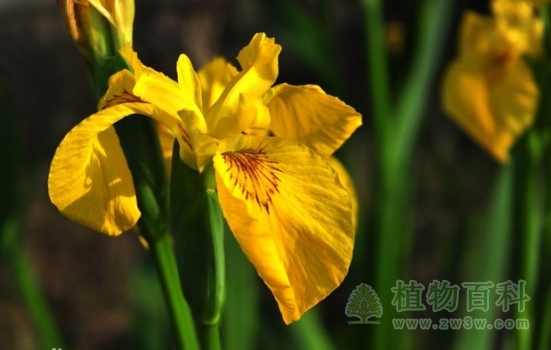 【认识黄菖蒲】黄菖蒲简介