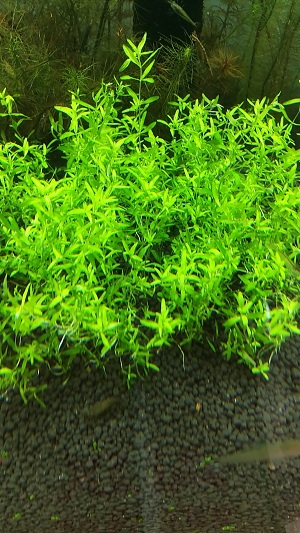 爬地矮珍珠向上长怎么办