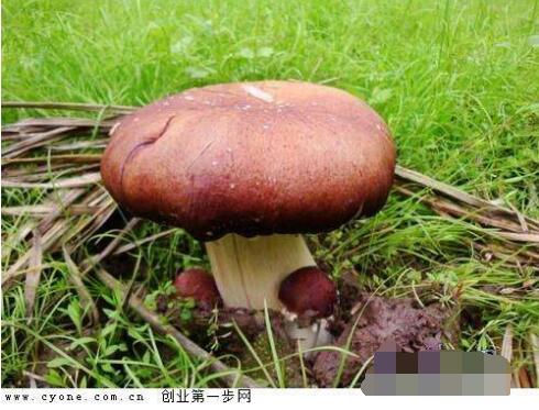 毛竹林下养出“大球盖菇”每亩多挣5万元  大球盖菇的种植方法