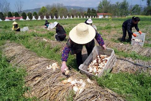 毛竹林下养出“大球盖菇”每亩多挣5万元  大球盖菇的种植方法