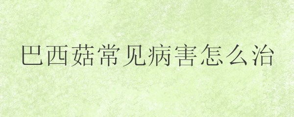 巴西菇常见病害怎么治