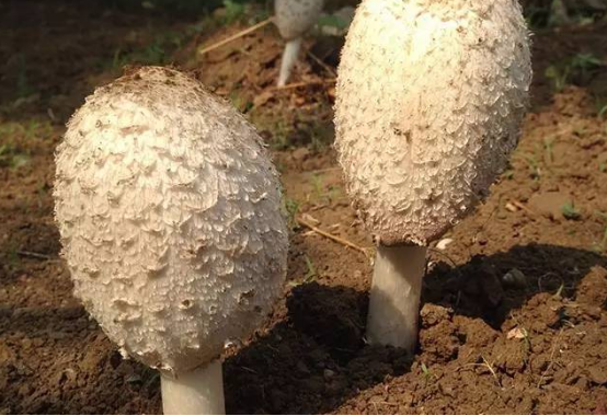 鸡腿菇有毒吗