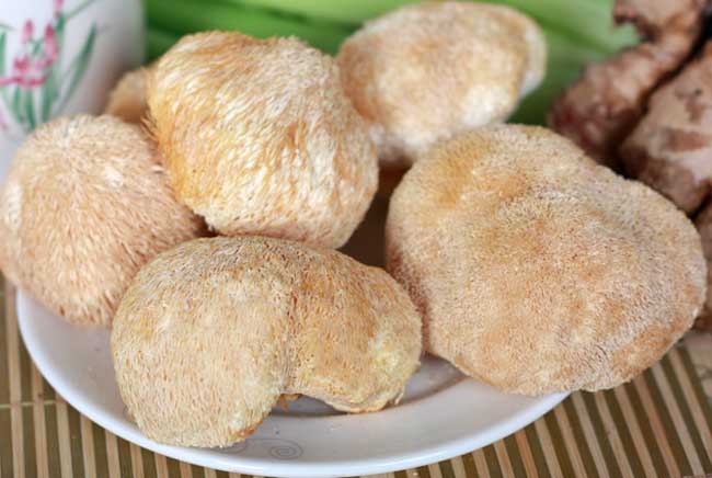 猴头菇长什么样？猴头菇图片