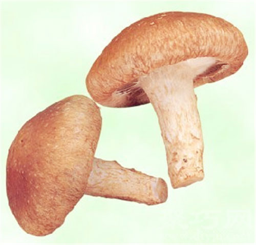 香菇 香菇花语