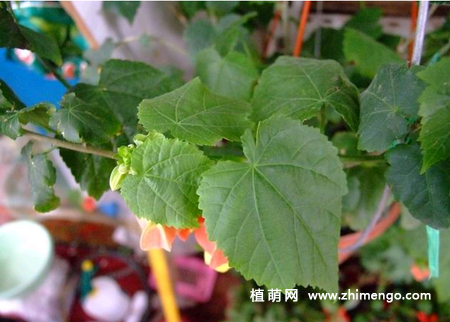 蔓性风铃花扦插繁殖方法