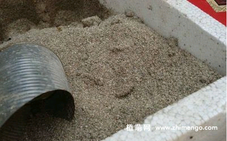 蔓性风铃花扦插繁殖方法