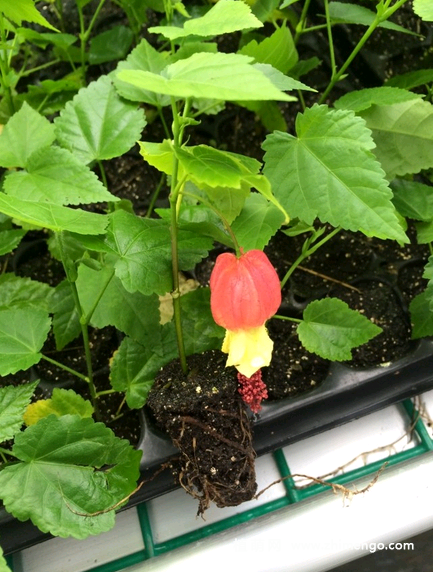蔓性风铃花扦插繁殖方法