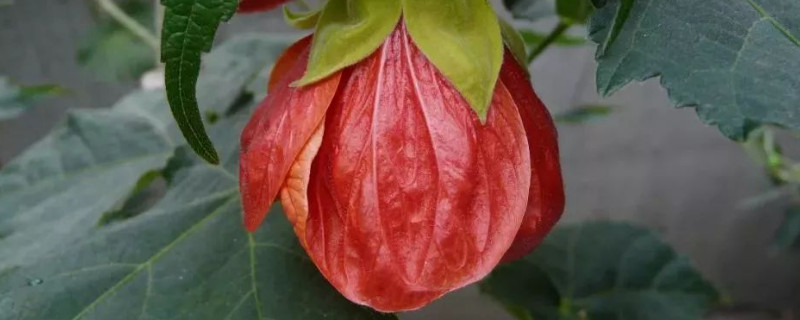 蔓性风铃花为什么不开花