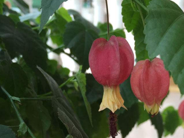 蔓性风铃花为什么不开花