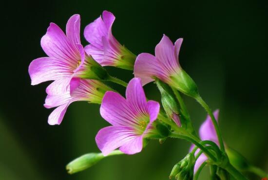 风铃花有毒吗，风铃花适合放在卧室吗/无毒养室内好处多