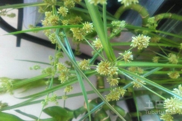 三角草的功效与作用有哪些 三角草的饲养价值介绍