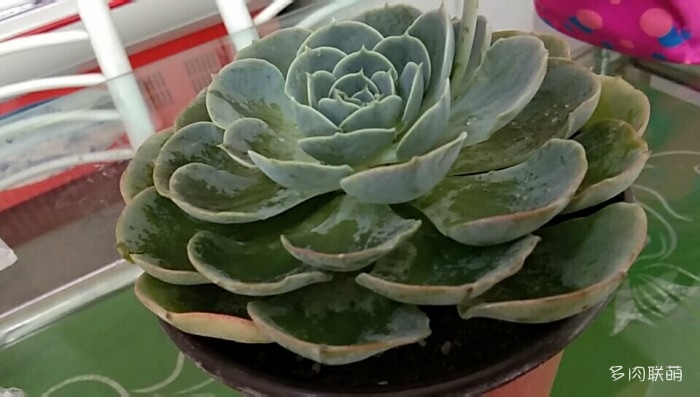 许一世锦绣，予一生未央