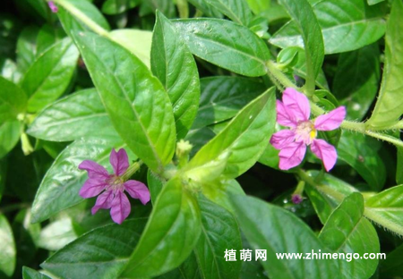 萼距花繁殖方法，扦插、播种方式