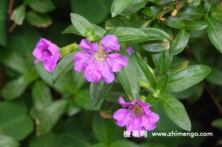 萼距花繁殖方法，扦插、播种方式